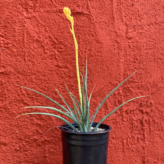 Hesperaloe parviflora 'Yellow Sun' - Yellow-Flowered Yucca