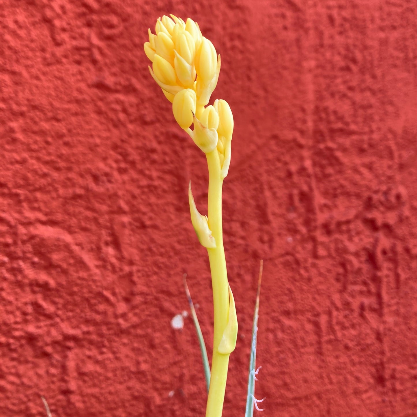 Hesperaloe parviflora 'Yellow Sun' - Yellow-Flowered Yucca