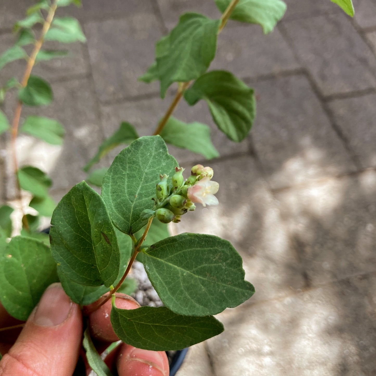 Symphoricarpos albus var. laevigatus - Snowberry