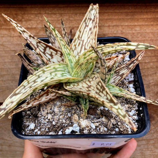 Aloe 'Guido'