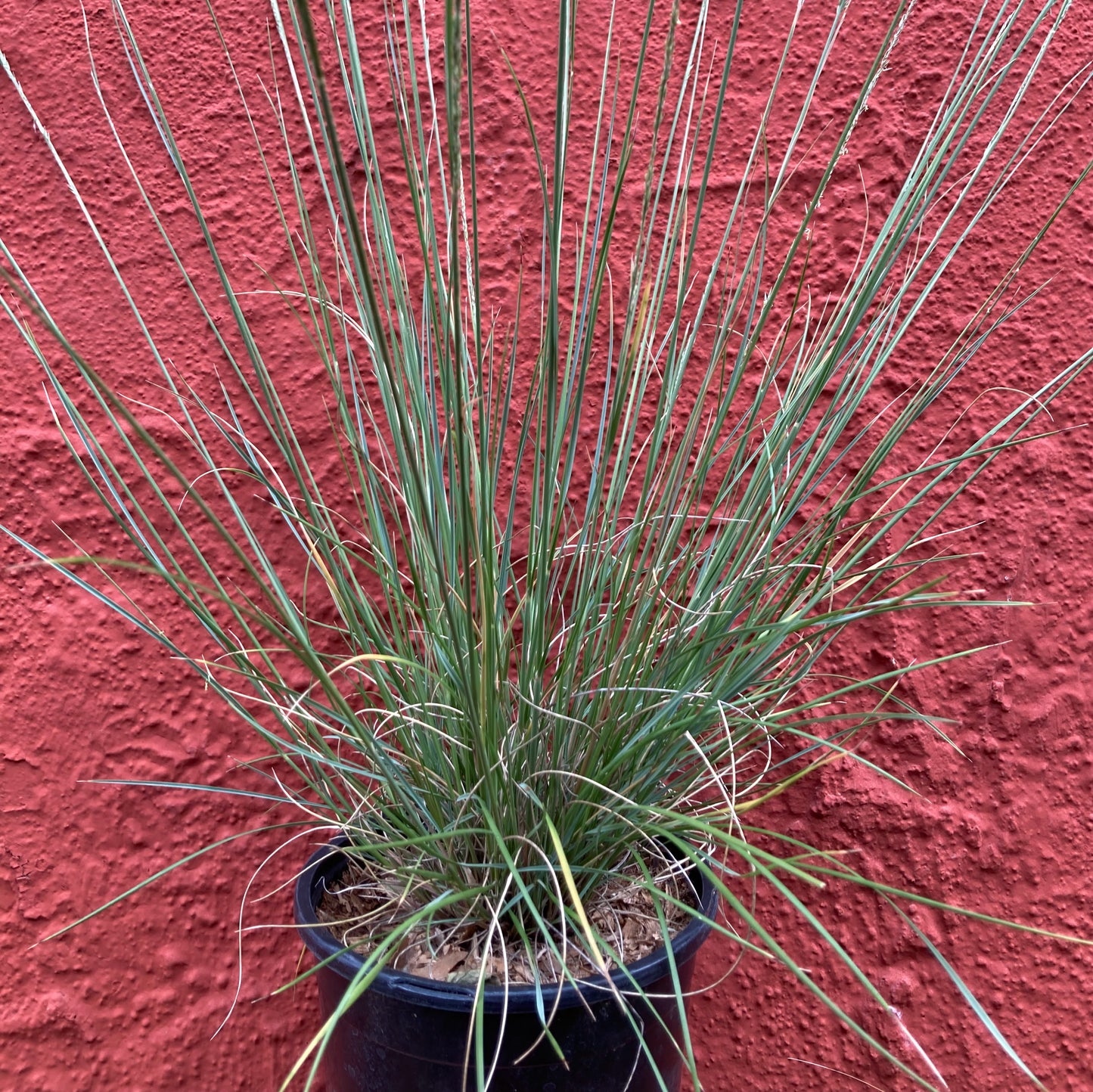 Muhlenbergia dubia - Pine Muhly Grass