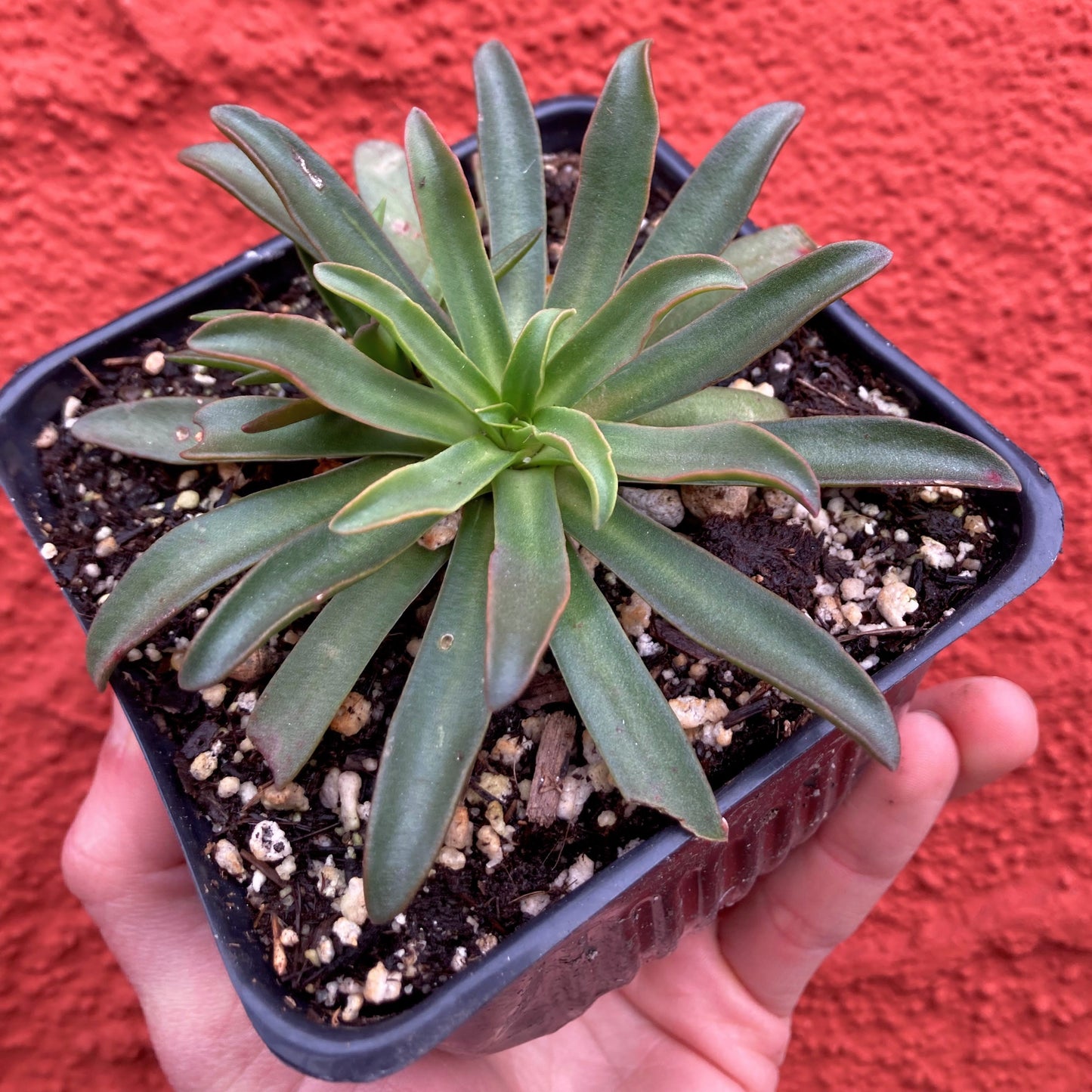 Lewisia 'Little Plum' - Cliff Maids