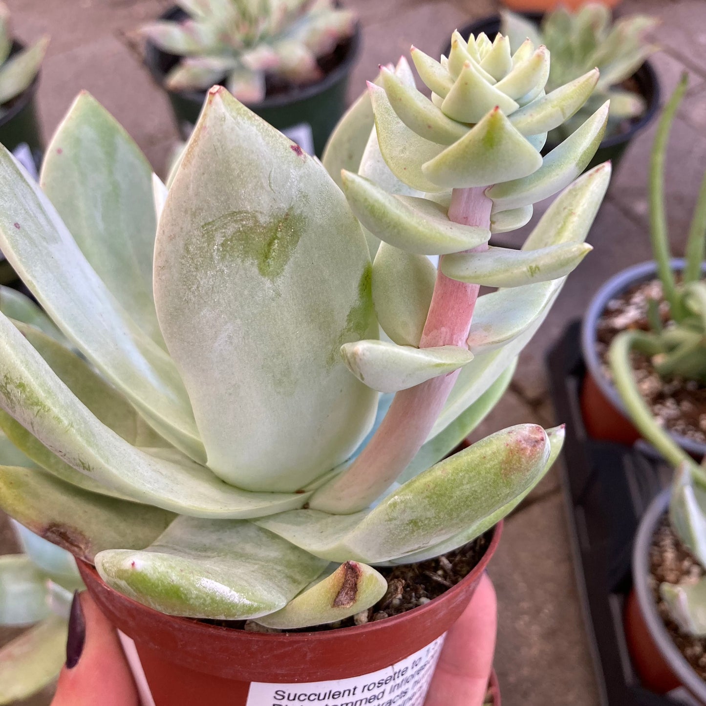 Dudleya brittonii - Giant Chalk Dudleya