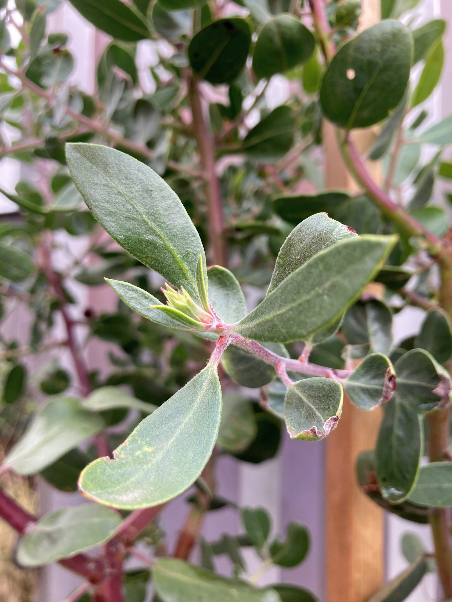 Arctostaphylos manzanita 'St. Helena' - St. Helena Manzanita