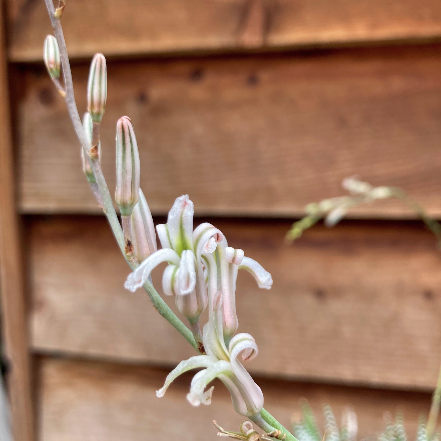 Haworthia attenuata 'Super Clone'
