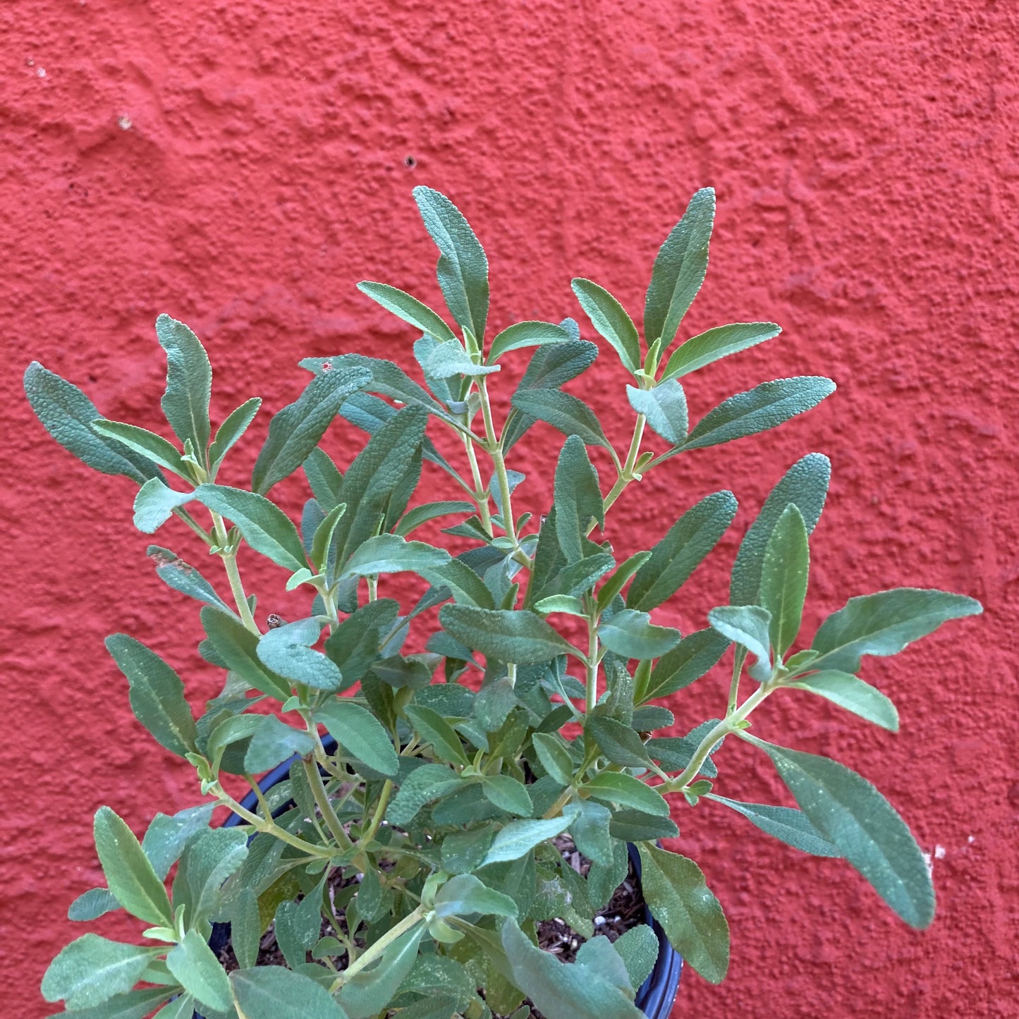 Salvia 'Thor' - White Sage / Black Sage Hybrid