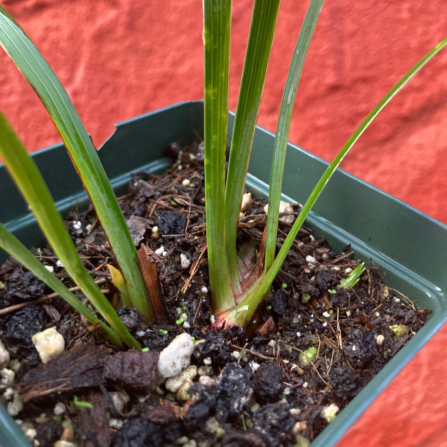 Iris douglasiana 'Yellow' - Yellow Douglas Iris