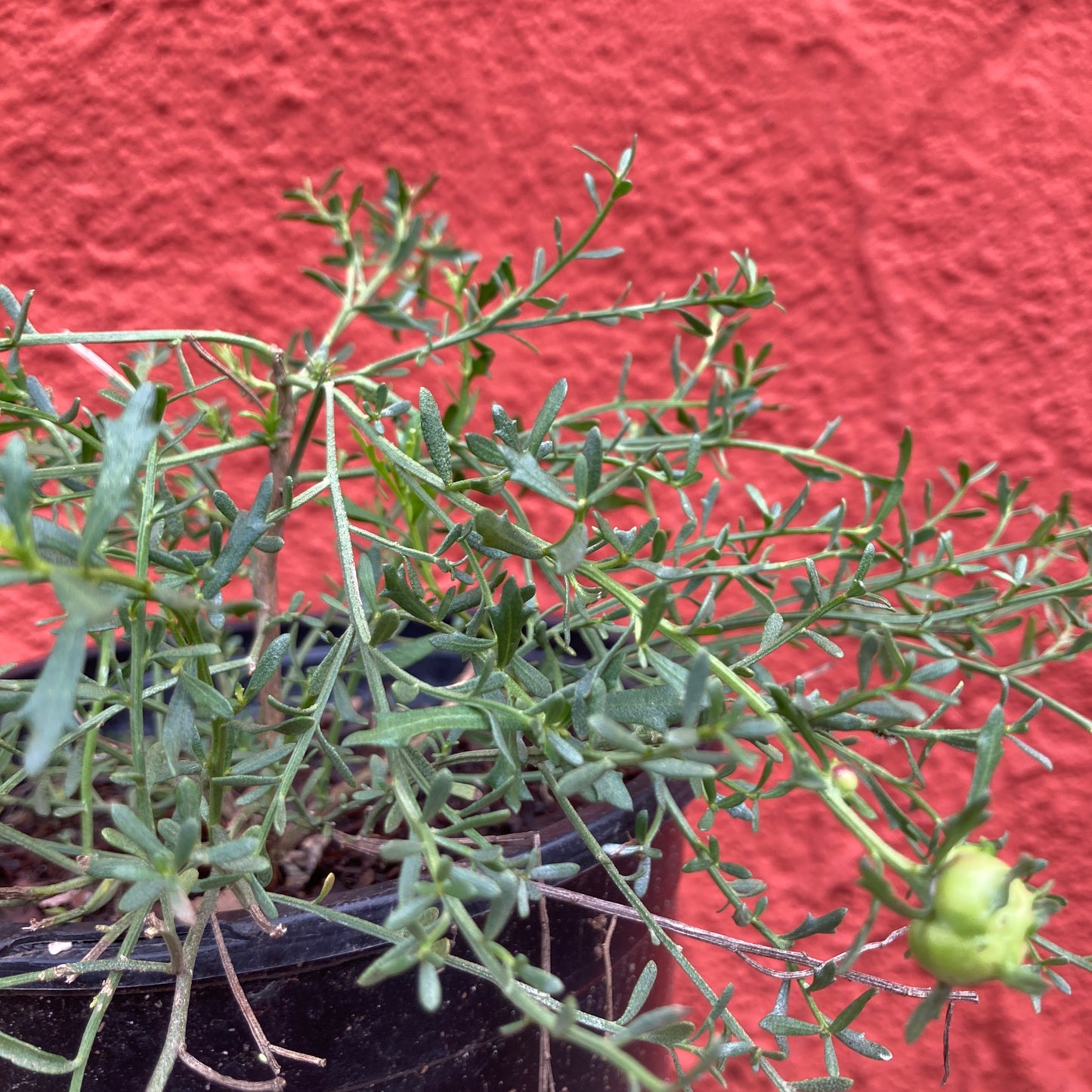 Baccharis 'Centennial' - Centennial Desert Broom