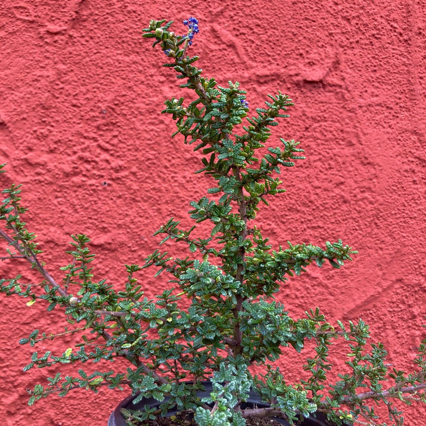 Ceanothus 'Dark Star' - California Lilac
