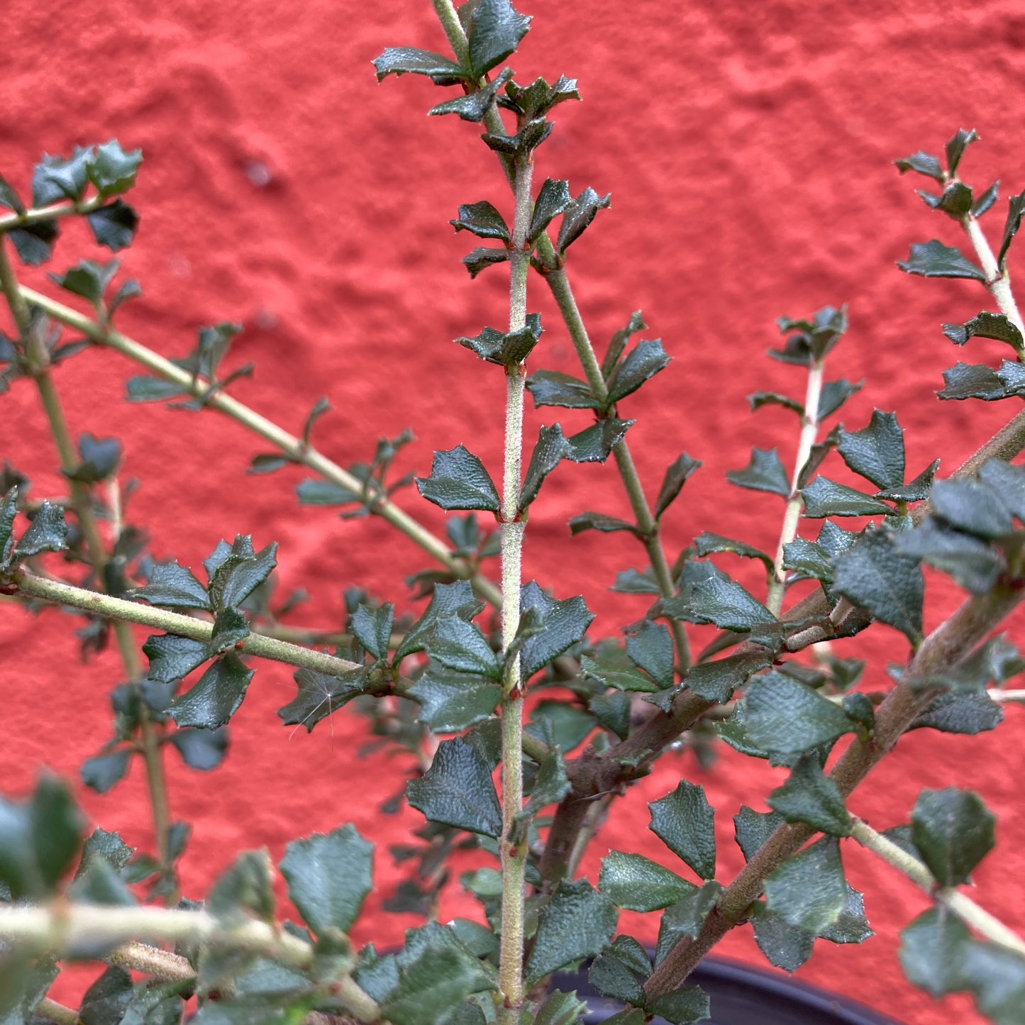 Ceanothus rigidus 'Snowball' - White California Lilac