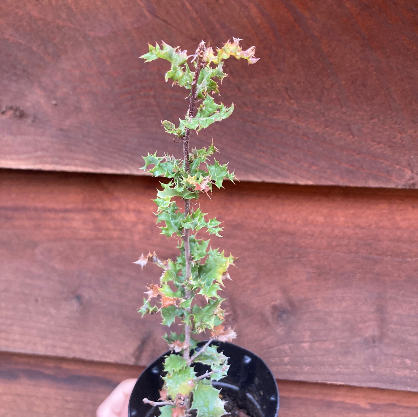 Quercus dumosa - Coastal Sage Scrub Oak