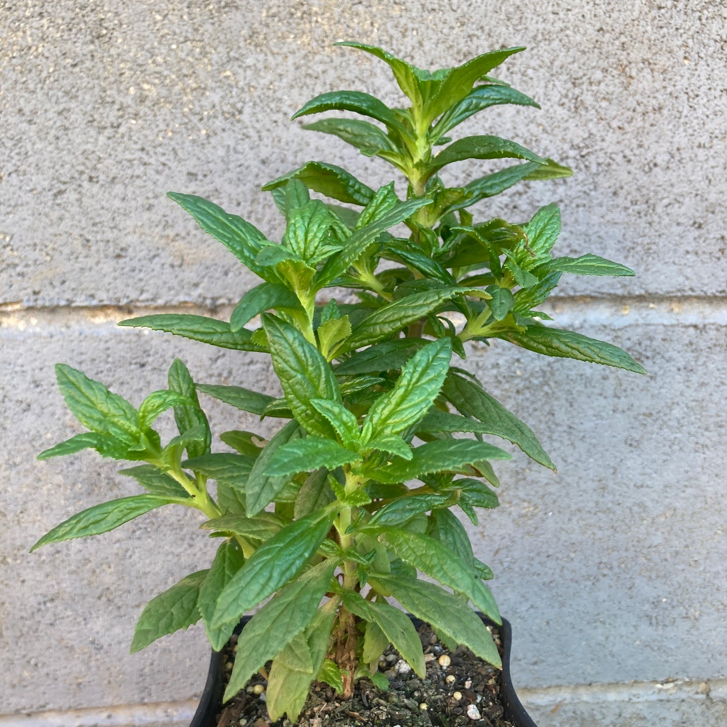 Mimulus ‘Mai Tai Red’ - Mai Tai Red Monkeyflower