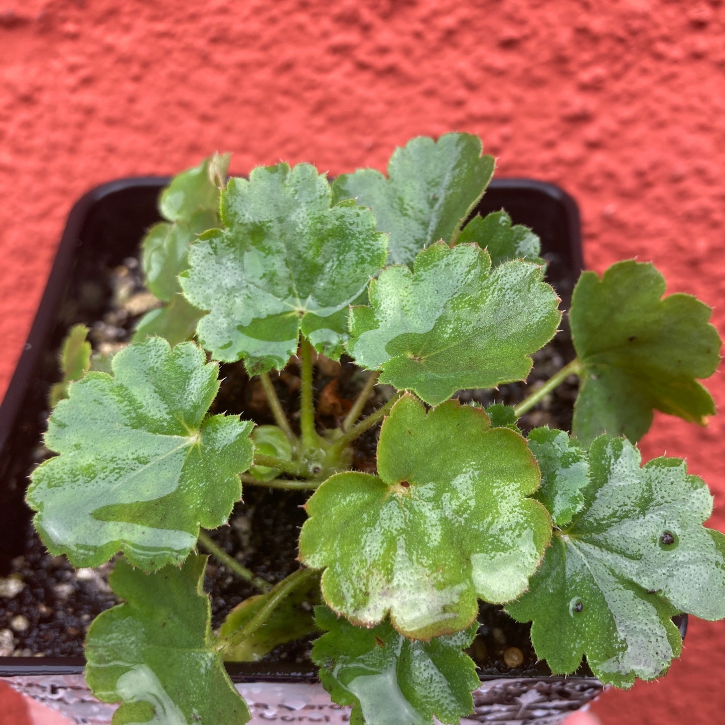 Heuchera 'Santa Ana Cardinal' - Santa Ana Cardinal Coral Bells