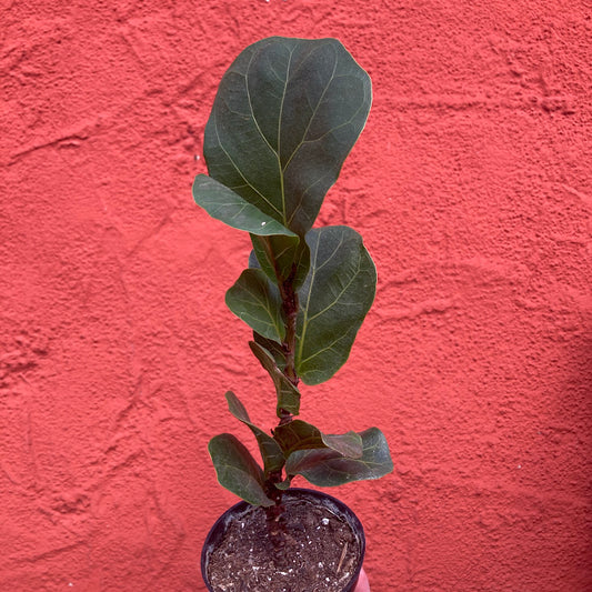 Ficus lyrata 'Little Sunshine' - Dwarf Fiddle Leaf Fig