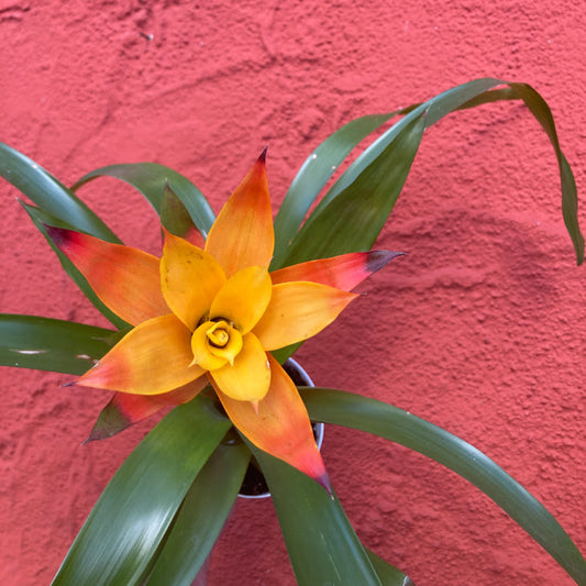 Guzmania 'Orange' - Vase Plant