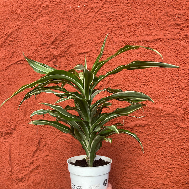 Dracaena 'Kanzi' - Dragon Tree