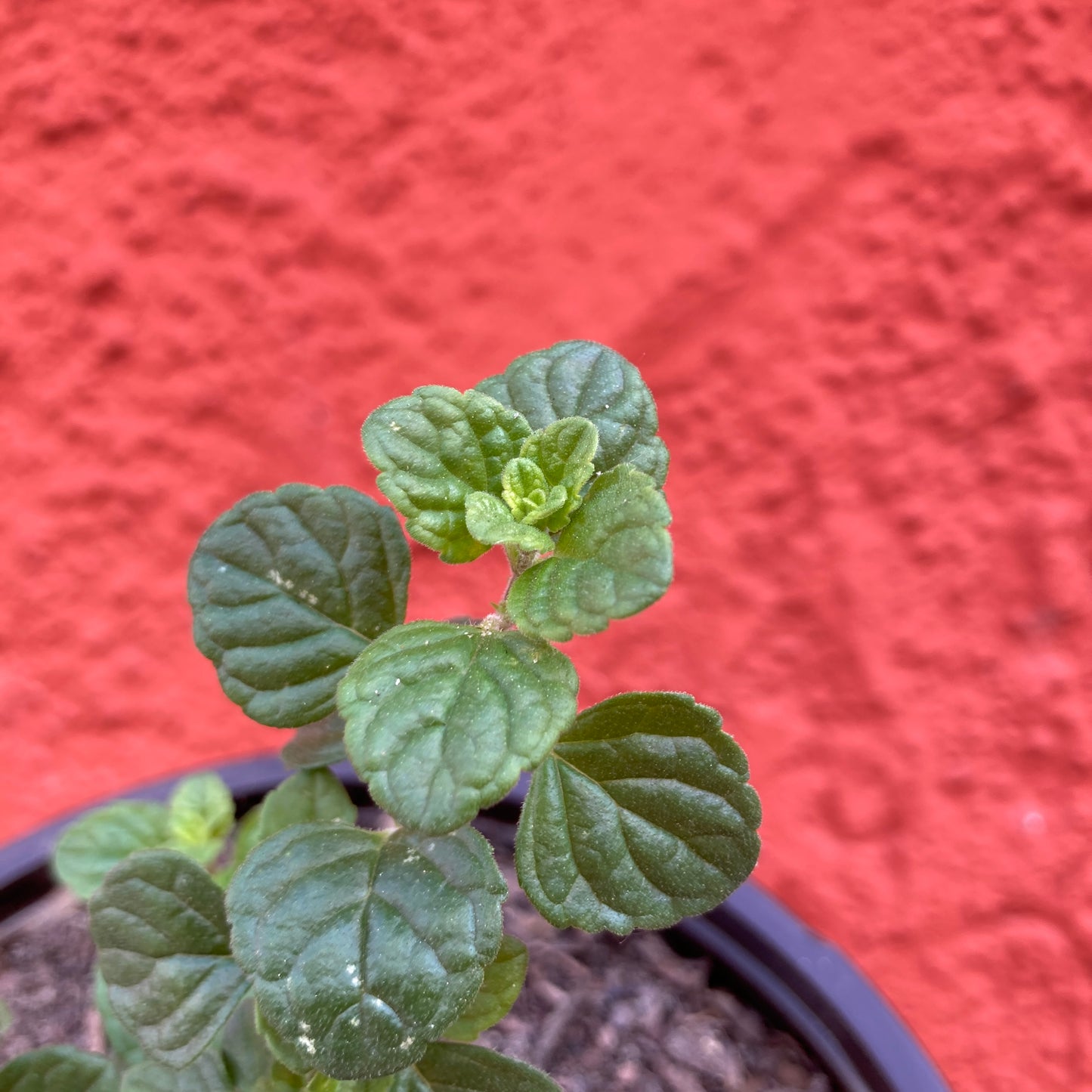 Clinopodium chandleri (syn. Satureja chandleri) - San Miguel Savory