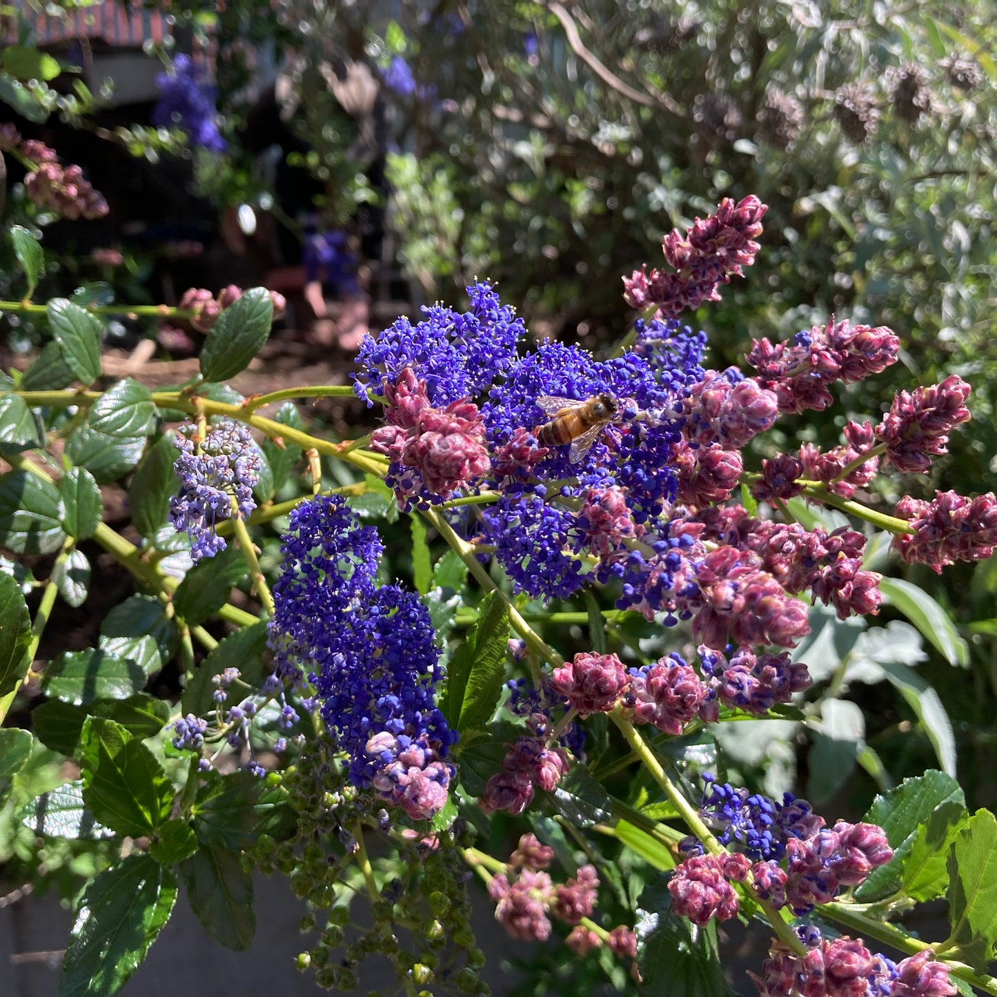 Ceanothus 'Ray Hartman' - Ray Hartman California Lilac
