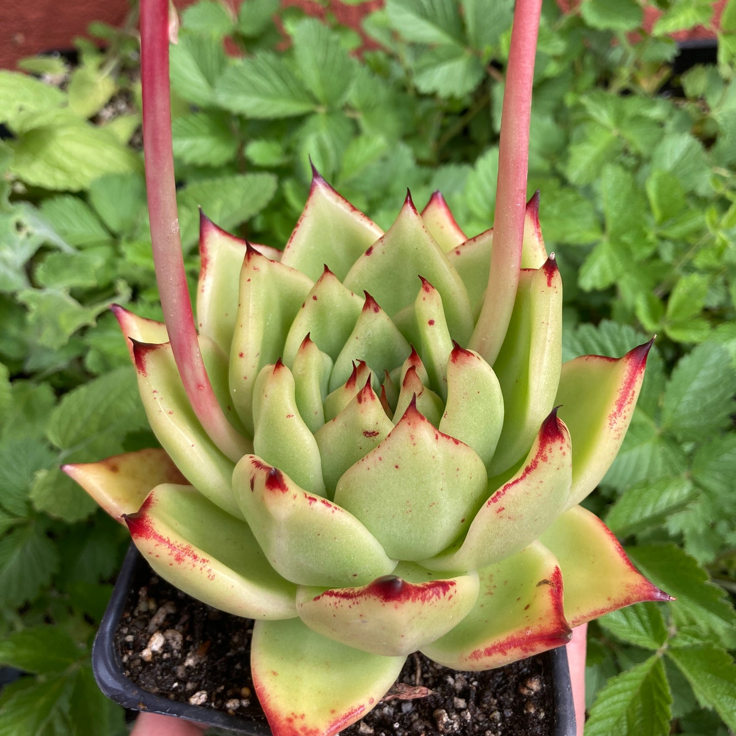 Echeveria agavoides 'Scarlet'