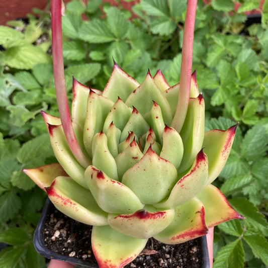 Echeveria agavoides 'Scarlet'