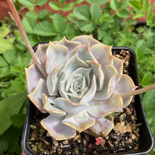 Echeveria lilacina