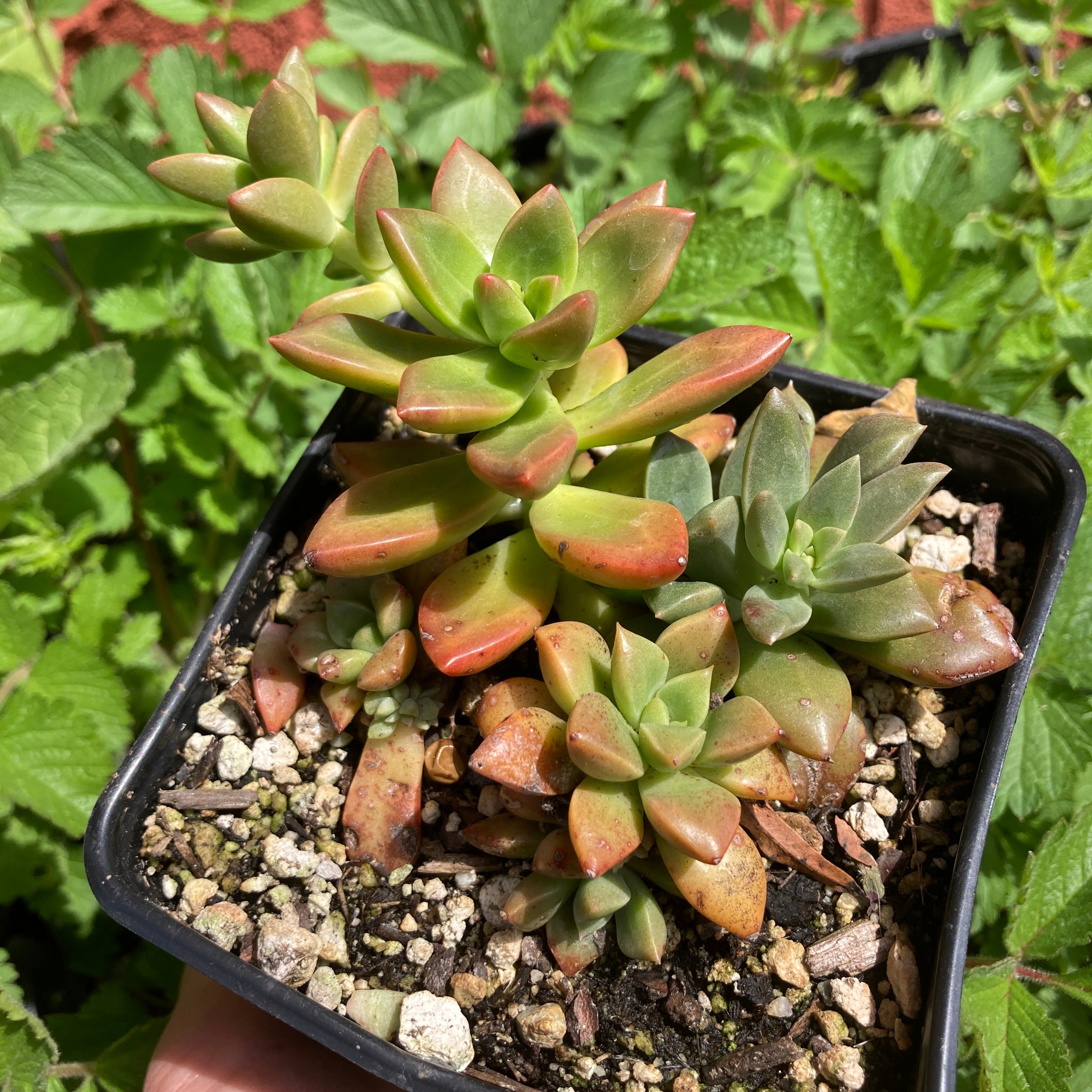 Semillas De Graptosedum 'California Sunset' - Con Tarro De Arcilla, Suculenta Roseta Naranja-rosa