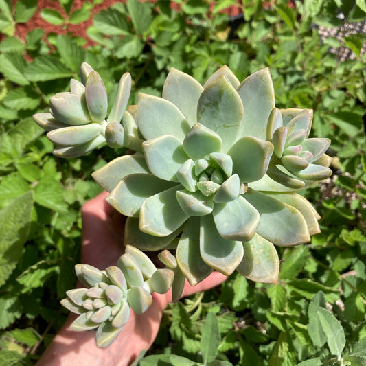 Graptosedum 'Ghostly'