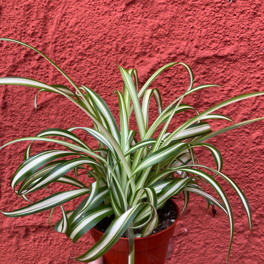 Chlorophytum comosum 'Bonnie' - Spider Plant