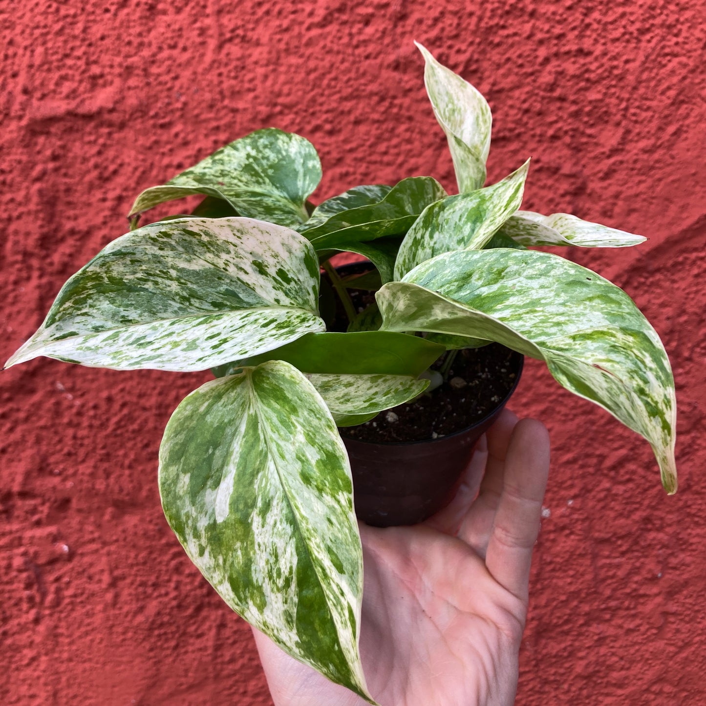 Epipremnum 'Marble Queen' - Pothos