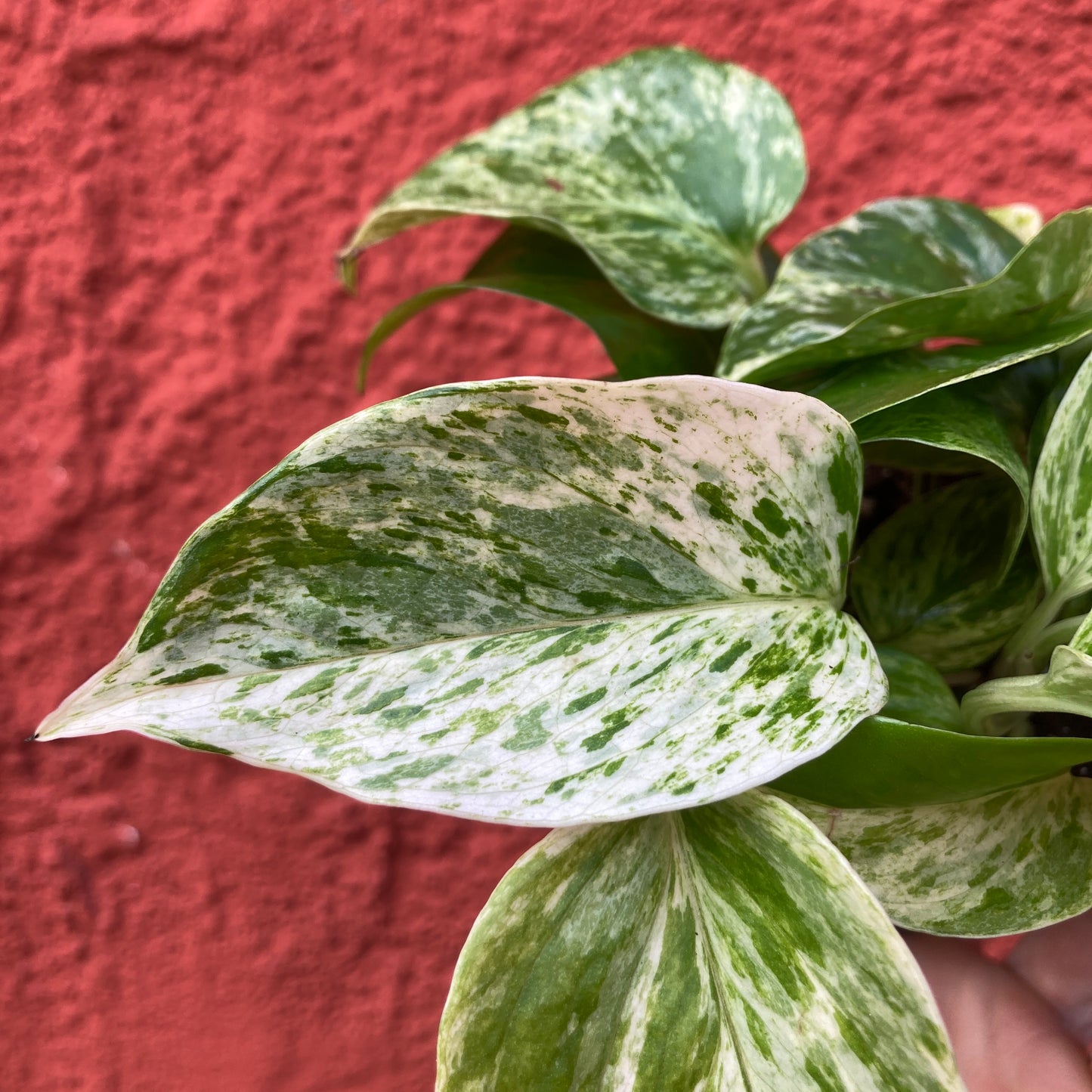 Epipremnum 'Marble Queen' - Pothos