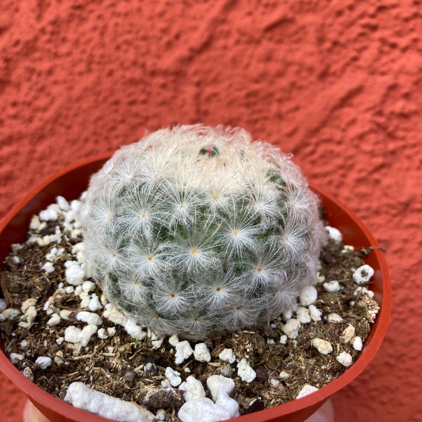 Mammilaria plumosa - Feather Cactus