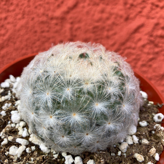 Mammilaria plumosa - Feather Cactus