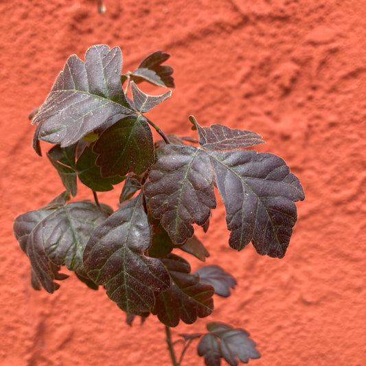 Rhus aromatica - Sourberry