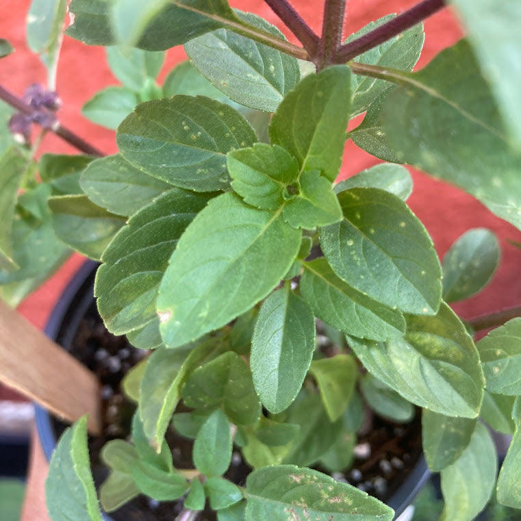 African Blue Basil