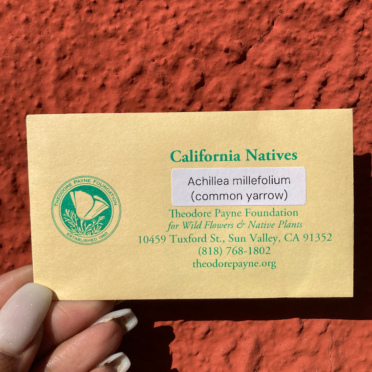 Common Yarrow Seeds - Achillea millefolium - Theodore Payne Foundation