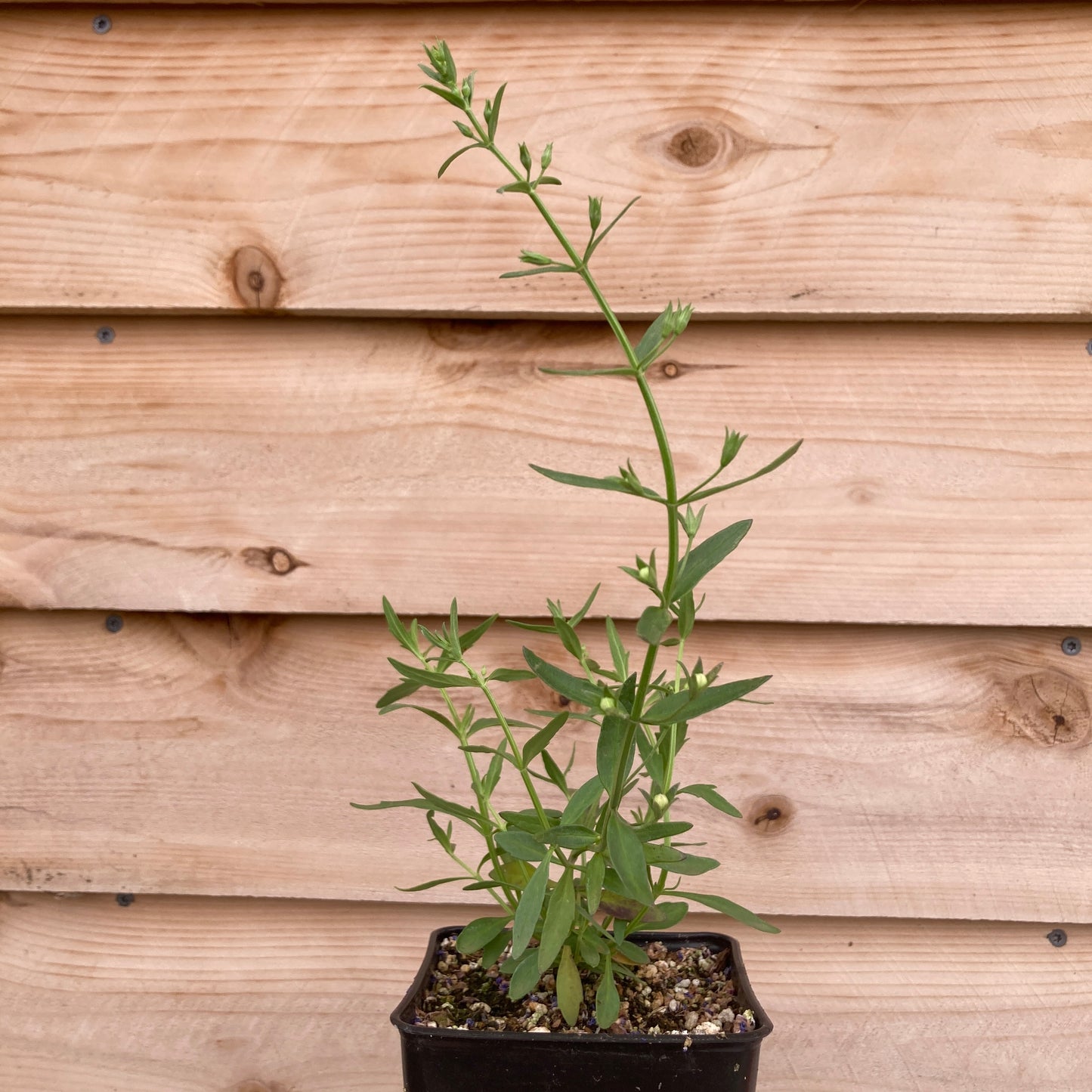 Teucrium glandulosum - Sticky Germander