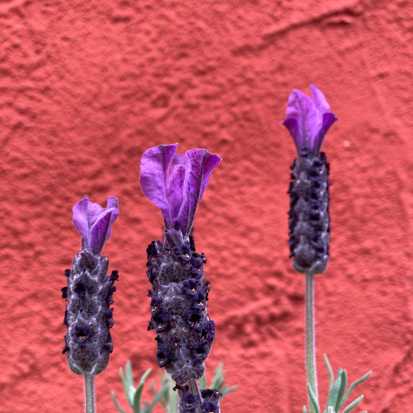 Lavandula stoechas 'La Diva Big Night' - Spanish Lavender