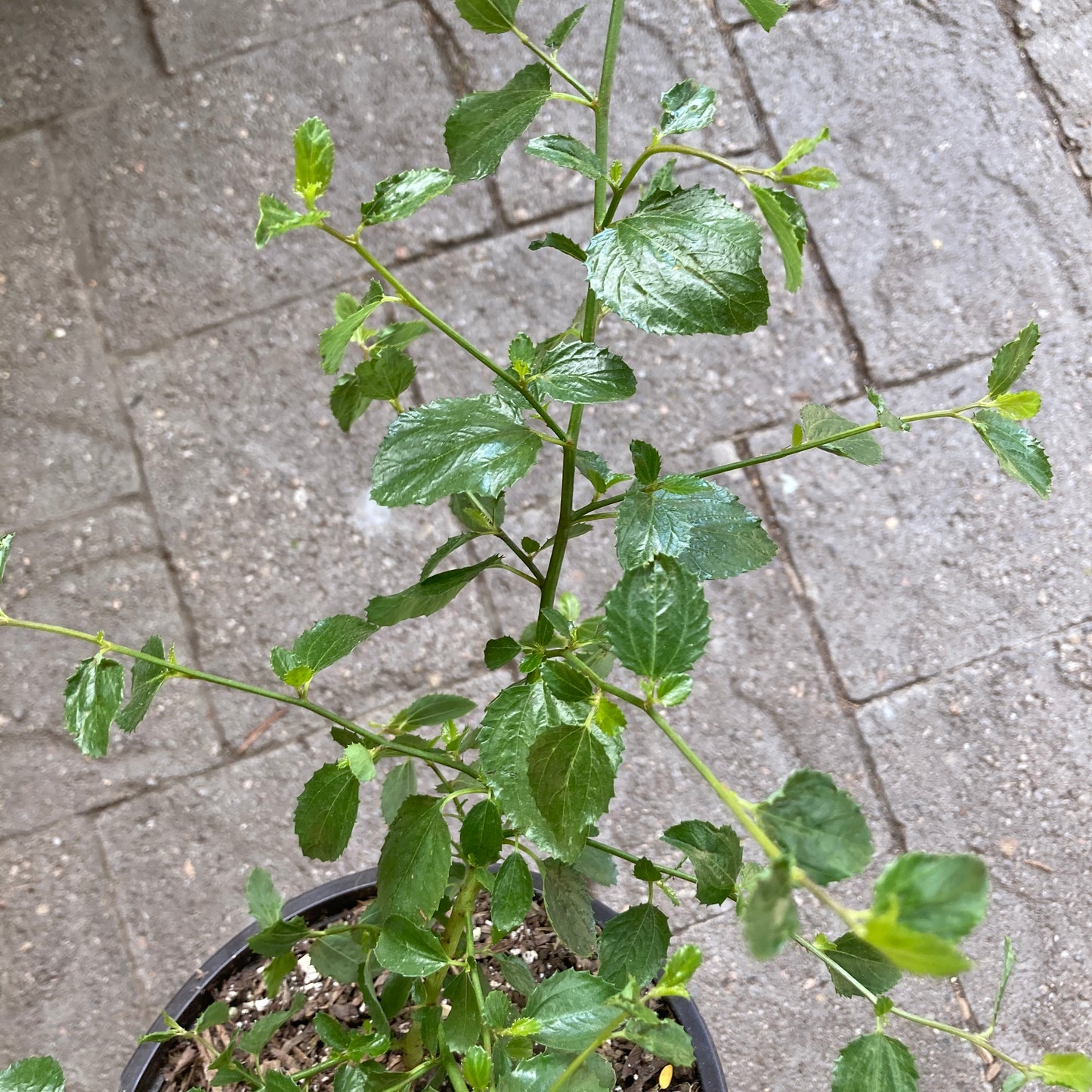 Ceanothus cyaneus - Lakeside Lilac