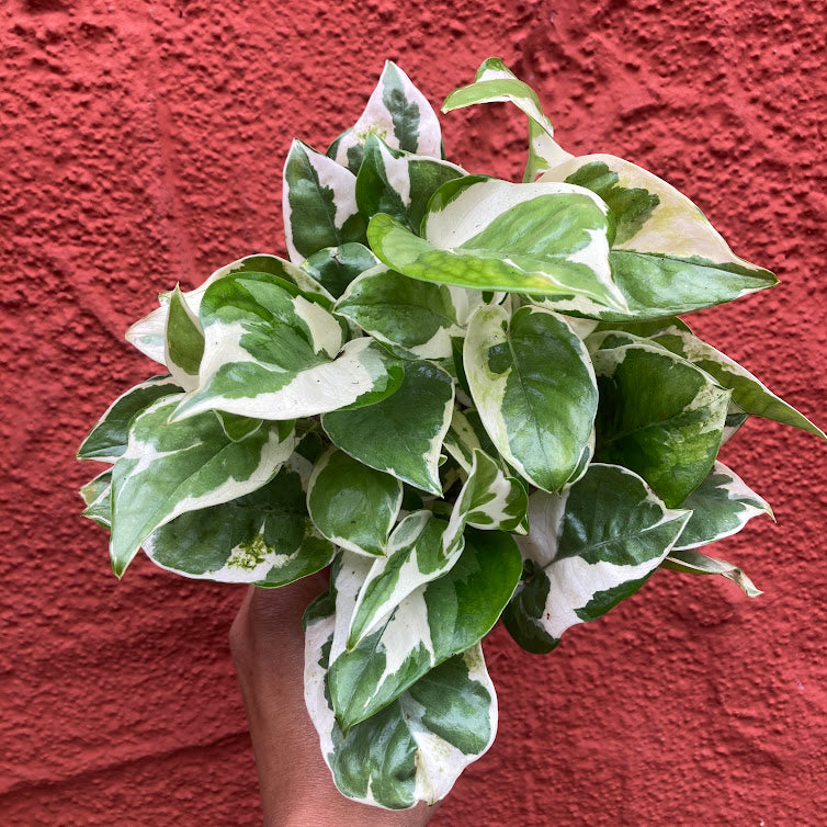 Epipremnum ''N Joy'' - 'N Joy Pothos