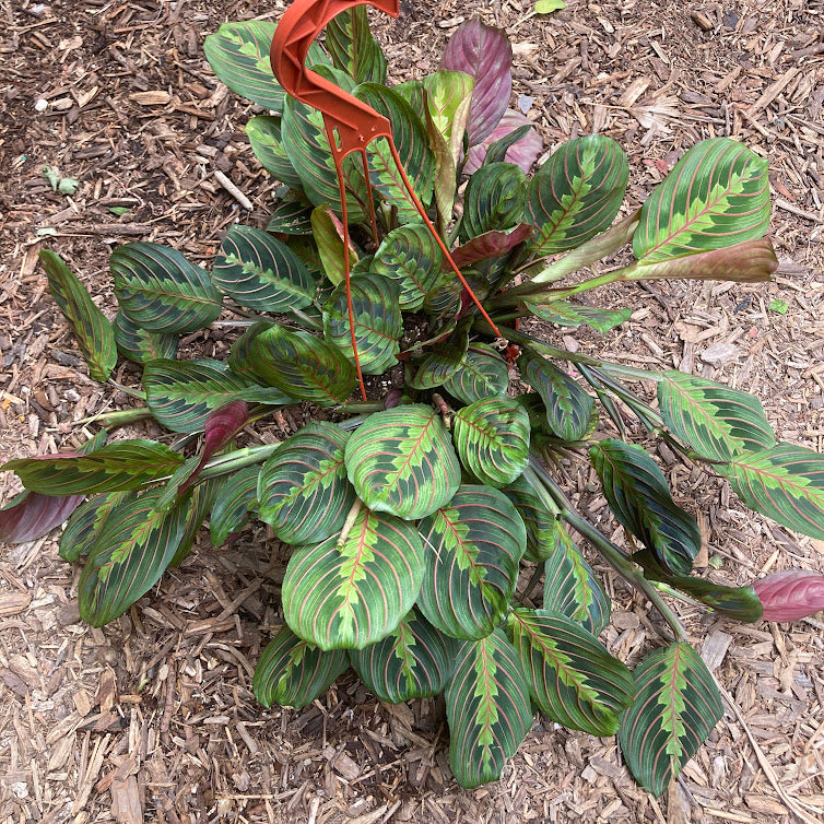 Maranta 'Red' - Prayer Plant