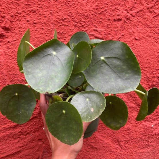 Pilea peperomioides - Chinese Money Plant