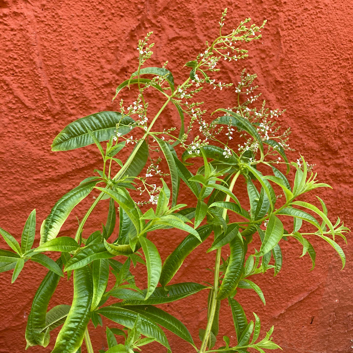 Lemon Verbena