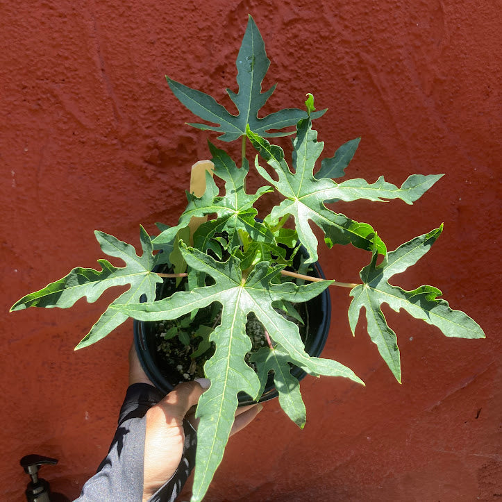Papaya