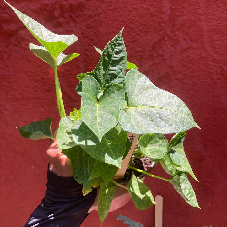 Orange Sweet Potato 'Ann'