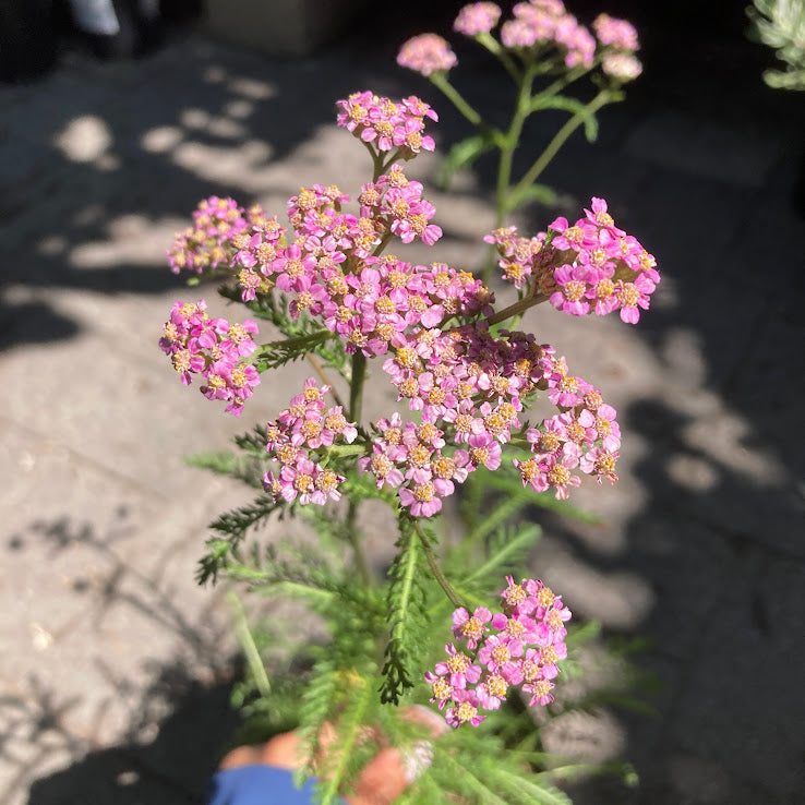 Achillea millefolium 'Lilac Queen' - Lilac Queen Yarrow