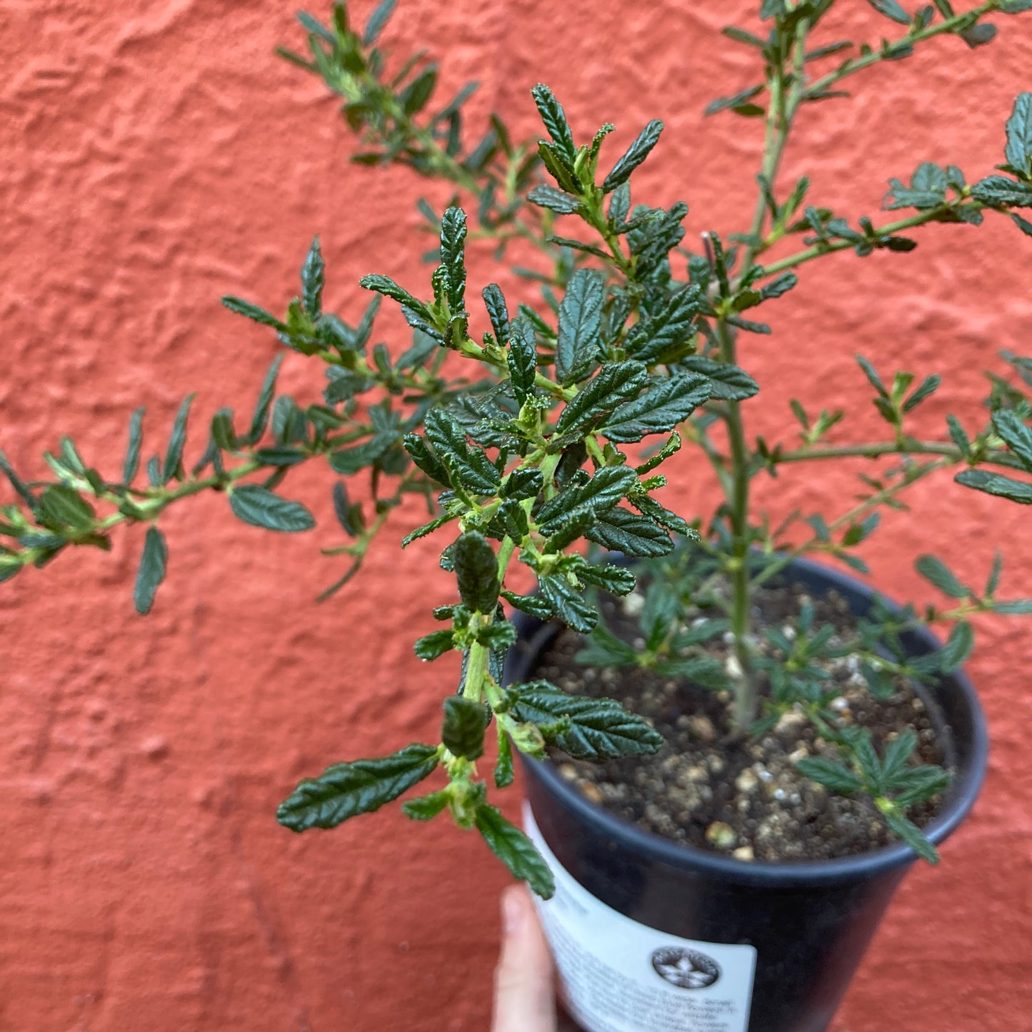 Ceanothus 'Concha' - California Lilac