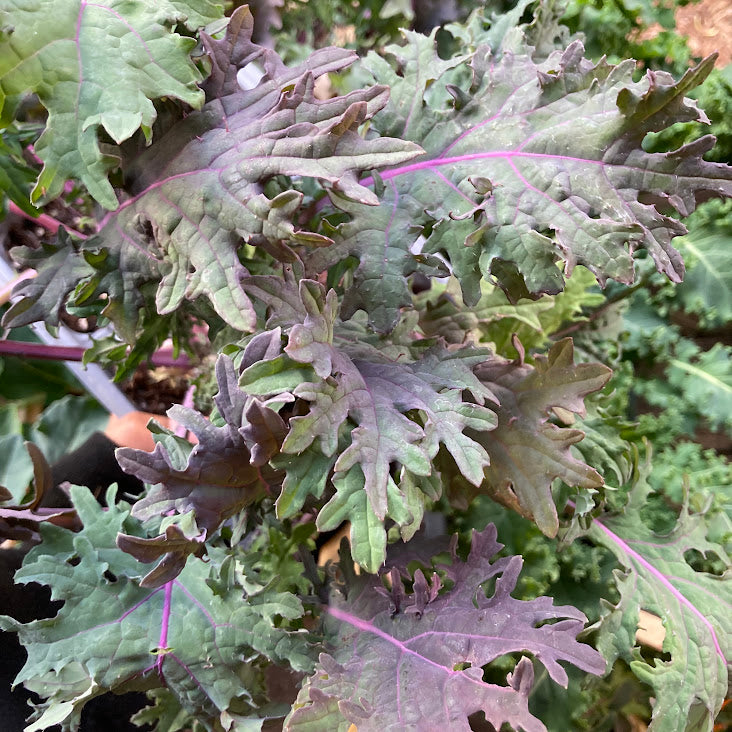 Red Russian Kale