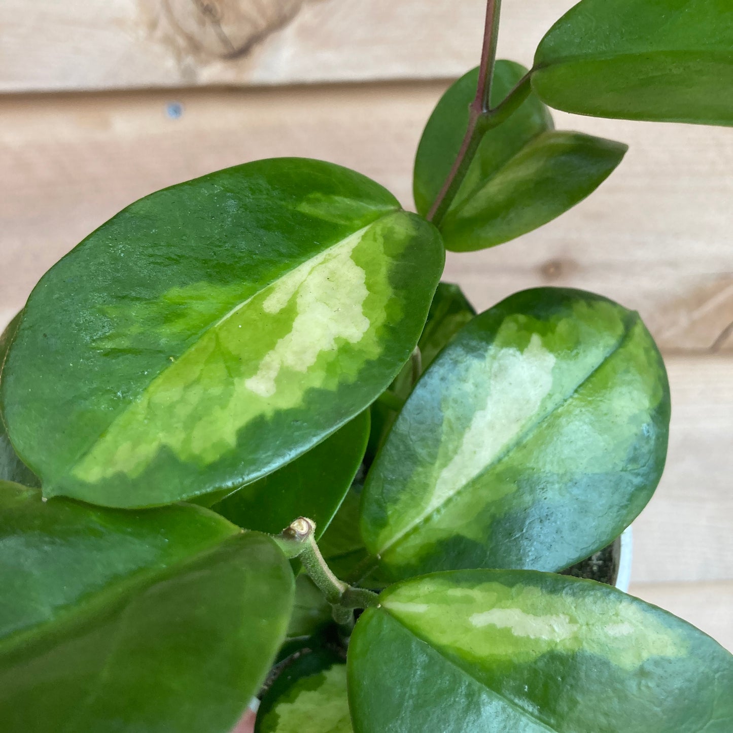 Hoya australis 'Lisa'