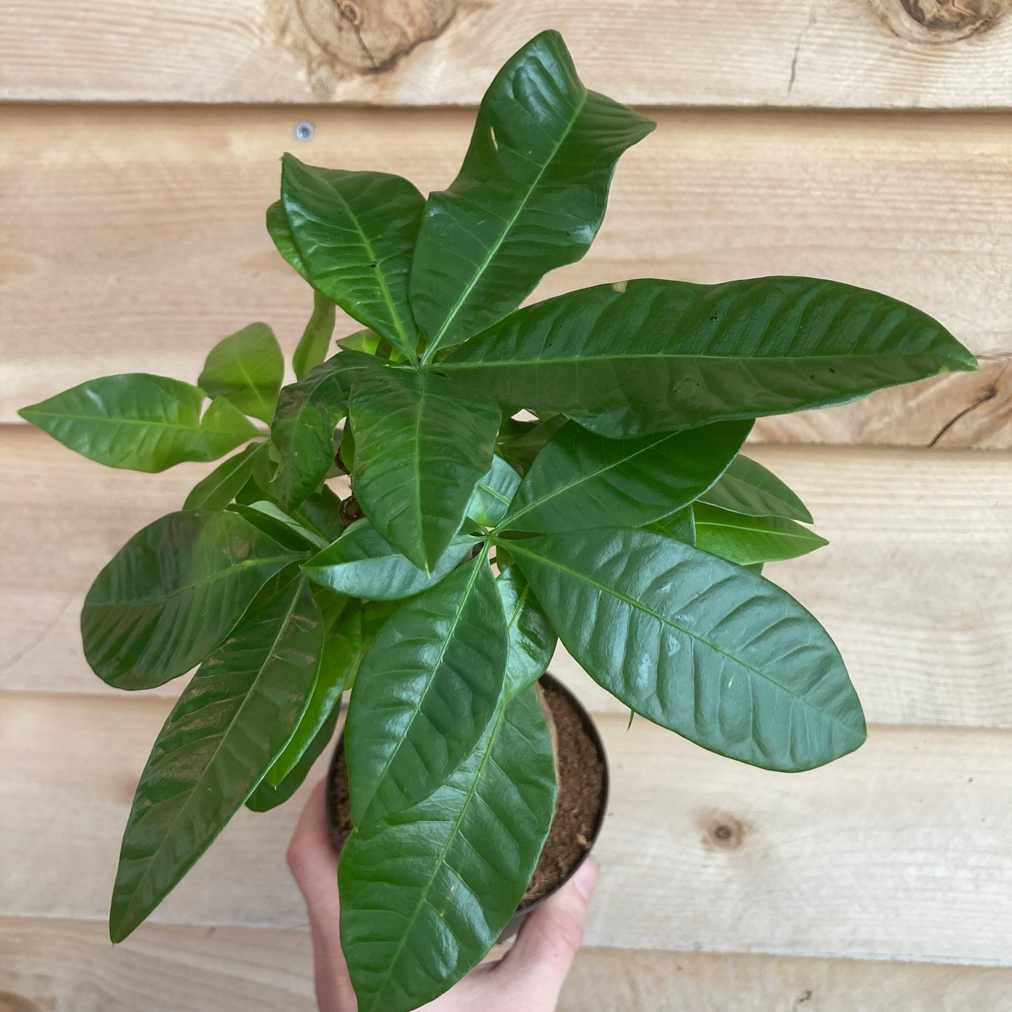 Pachira sp. - Money Tree