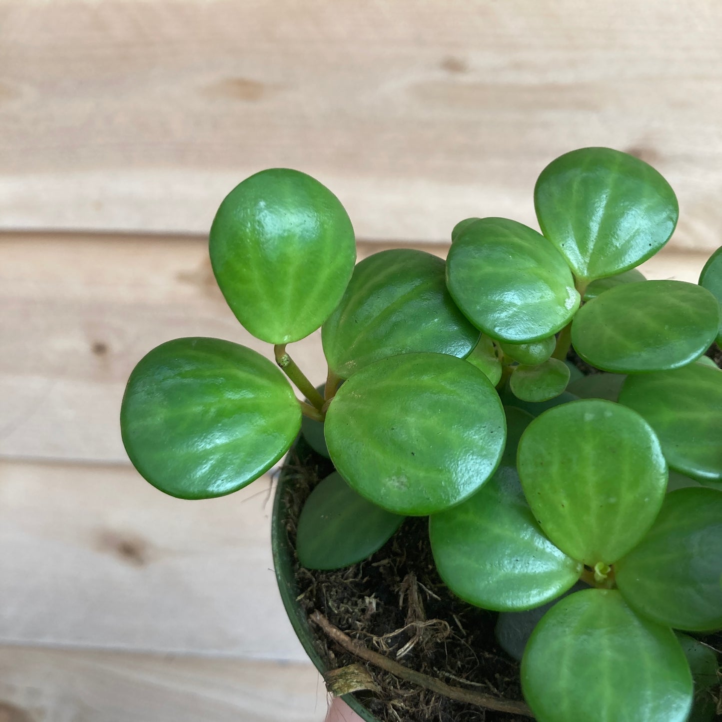 Peperomia 'Hope'